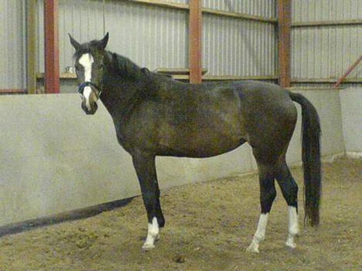 {{currentPhoto.altText}} billede {{currentPhoto.number}}