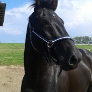 Anden særlig race Lexus