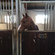 DSP hesselbjergs sunset