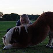 Shetlænder Skipper (skip)