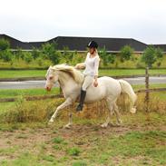 Welsh Pony (sec B) Aastrupgaards Safir *AVLSHINGST*