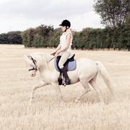 Welsh Pony (sec B) Aastrupgaards Safir *AVLSHINGST*