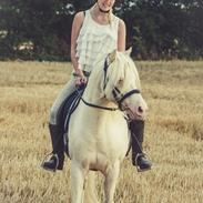 Welsh Pony (sec B) Aastrupgaards Safir *AVLSHINGST*