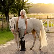 Welsh Pony (sec B) Aastrupgaards Safir *AVLSHINGST*