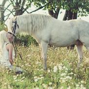 Welsh Pony (sec B) Aastrupgaards Safir *AVLSHINGST*