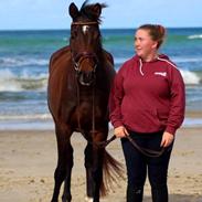 Trakehner Tender princess