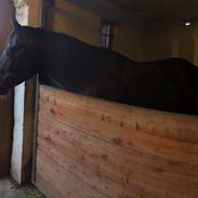 Dansk Varmblod Safir.