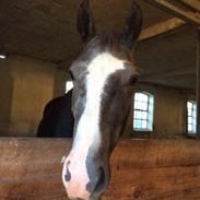 Dansk Varmblod Safir.