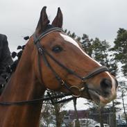 Anden særlig race Auqba