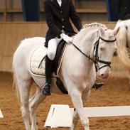 Anden særlig race Mr. Mello