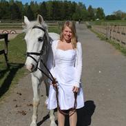 Anden særlig race Hyldens Hearty Fellow