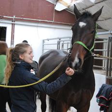 Anden særlig race Thilo Søndergaard