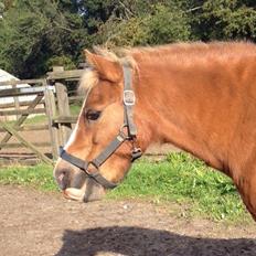 Welsh Mountain (sec A) Rudolf