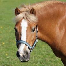 Welsh Mountain (sec A) Rudolf