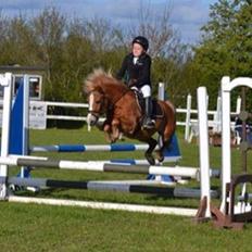 Welsh Mountain (sec A) Rudolf