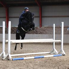 New Forest Højmarkens Joker