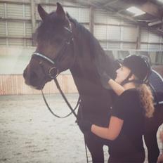 Dansk Varmblod Åtoftens Fabio