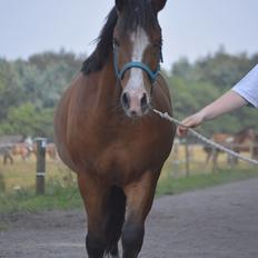 Anden særlig race Luka ( Luksen)