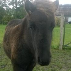 Shetlænder Rosenstandens Bianca