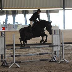 Dansk Varmblod Cille