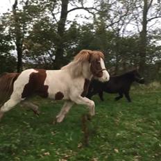 Islænder Vigga Fra Lille-Mosegaard