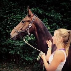 Dansk Varmblod Keep it zimple