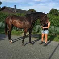 Dansk Varmblod Keep it zimple