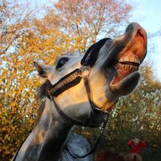 Anden særlig race Suri