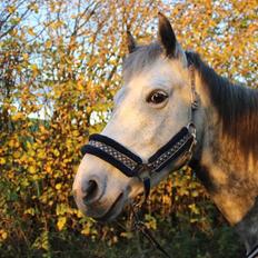 Anden særlig race Suri