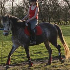 Anden særlig race Suri