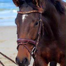 Trakehner Tender princess