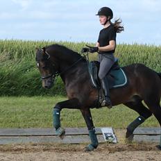 Welsh Cob (sec D) Fronerthig Revolution *A-pony*