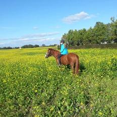 Anden særlig race Lantana lady starlight ( Baby ) solgt 