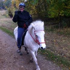 Islænder Svala fra stald kyhl