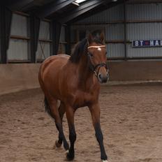 Dansk Varmblod Feldborgs Shanti