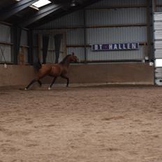 Dansk Varmblod Feldborgs Shanti