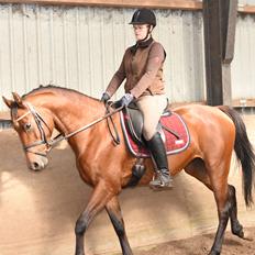 Dansk Varmblod Feldborgs Shanti