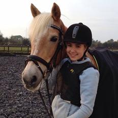 Haflinger Kløv's paxi