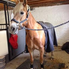 Haflinger Kløv's paxi