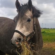 DSP Rosenkildes mr. darcy