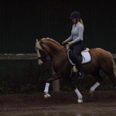 Welsh Cob (sec D) Llanidan Sbarc