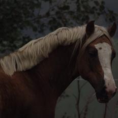 Welsh Cob (sec D) Llanidan Sbarc
