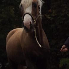 Welsh Cob (sec D) Llanidan Sbarc