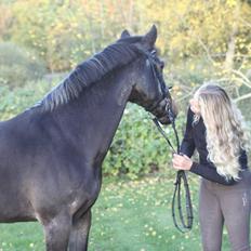 Tysk Sportspony Vämpy