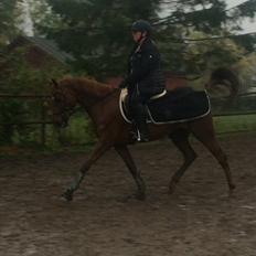 DSP Toftlund's prins-chi