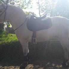 Fjordhest Tabita solgt død 