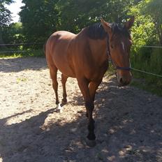 Anden særlig race Sofus