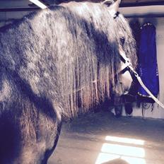 Frieser Nammen Fan'e Vesta Hoeve *SPORT*