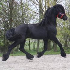 Frieser Nammen Fan'e Vesta Hoeve *SPORT*