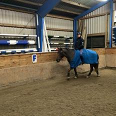 New Forest Elmholts Rekord